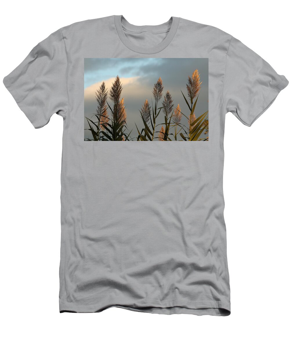 Pampas Grass T-Shirt featuring the photograph Ornamental Pampas Grass by Ann Murphy