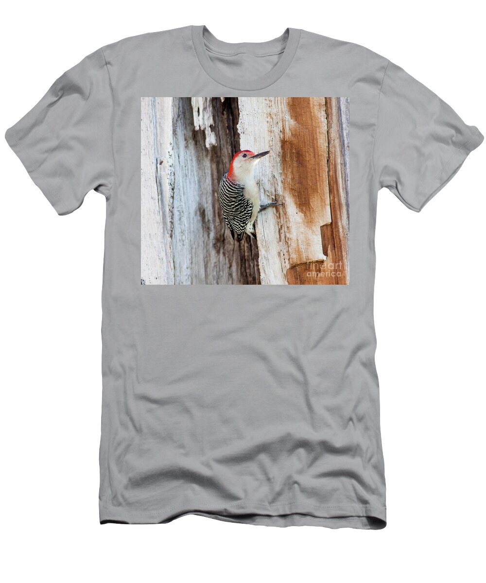 Nature T-Shirt featuring the photograph Red Bellied Woodpecker On Wood by Robert Frederick