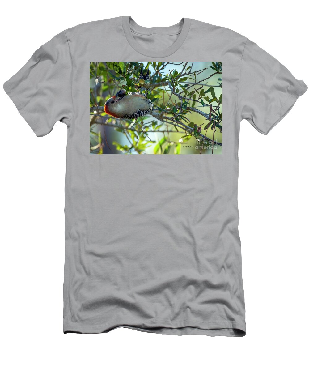 Woodpeckers T-Shirt featuring the photograph Red-Bellied Woodpecker With Acorn by DB Hayes