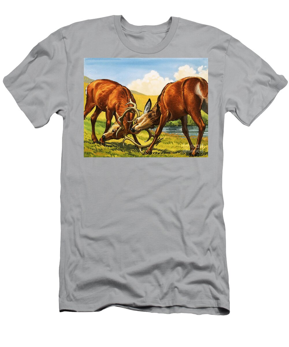 Rutting T-Shirt featuring the painting Red deer rutting by English School