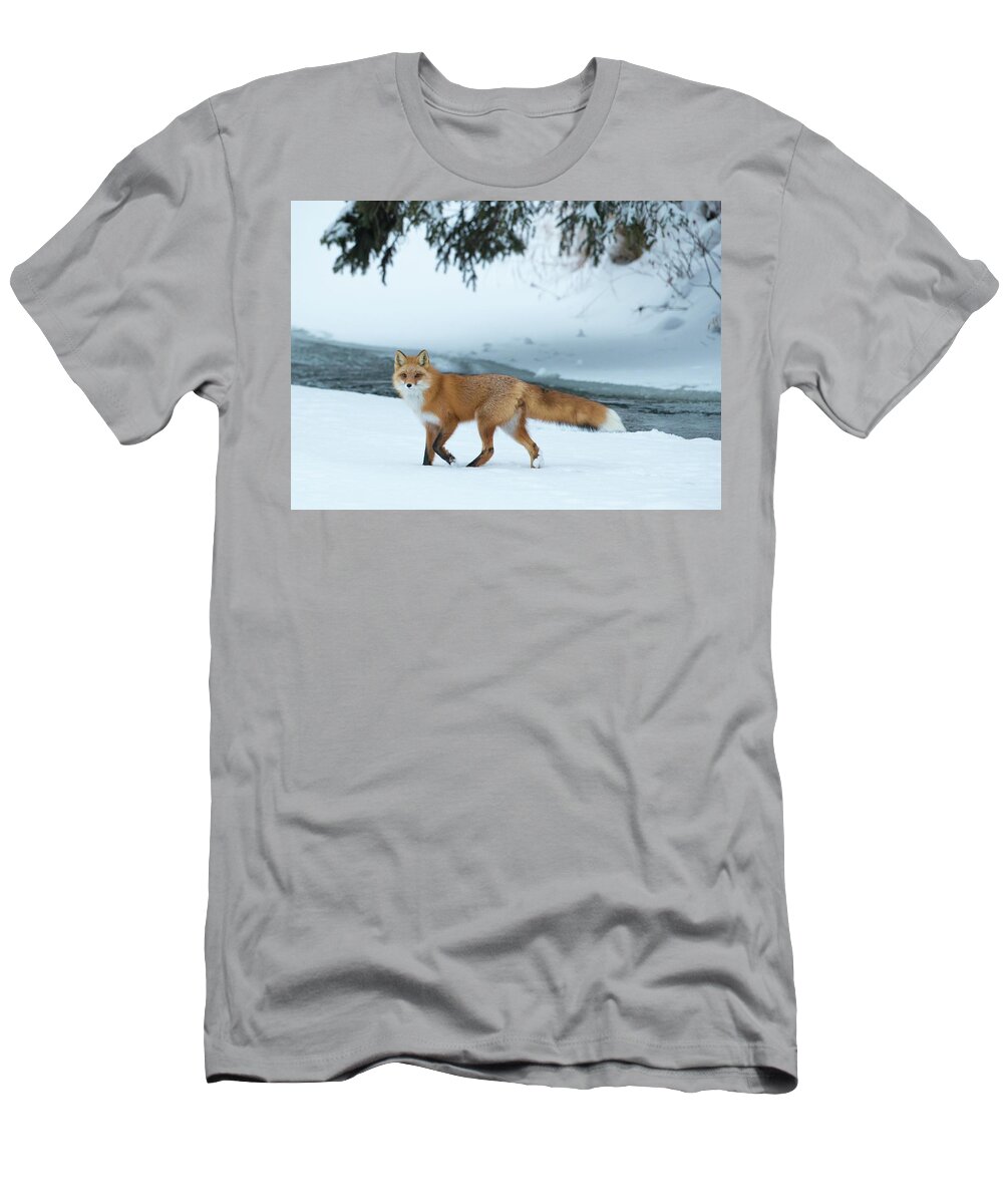 Sam Amato Photography T-Shirt featuring the photograph Red Fox on a snowy day by Sam Amato
