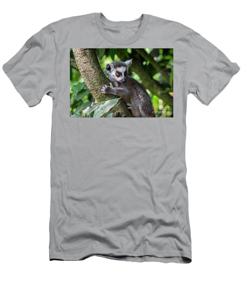 Ring-tailed Lemur T-Shirt featuring the photograph Ring-tailed Lemur by Arterra Picture Library