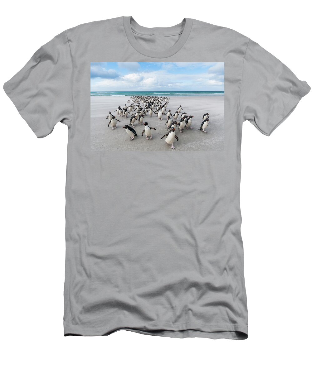 Animal In Habitat T-Shirt featuring the photograph Rockhoppers Walking Up Beach by Tui De Roy