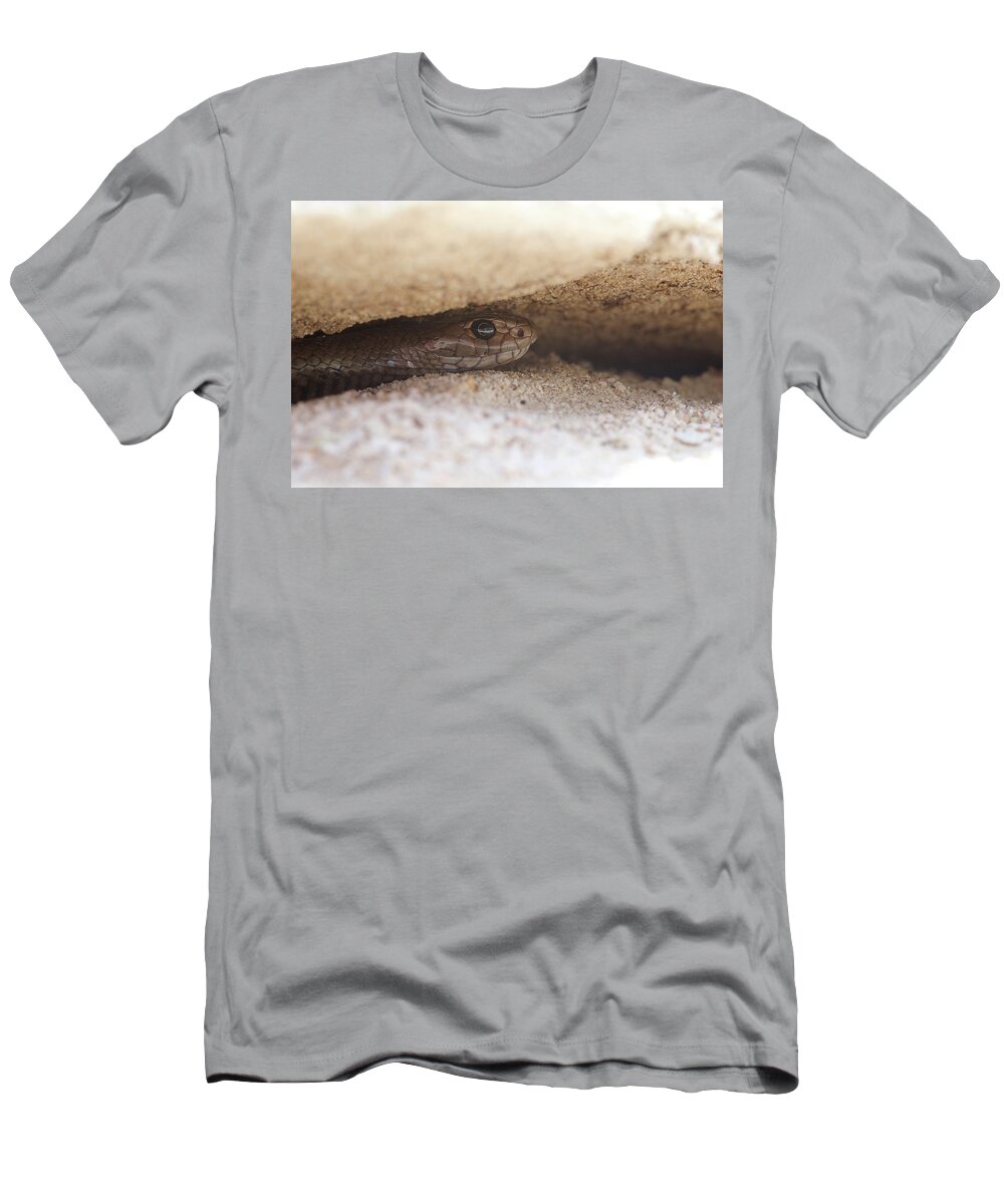 Animal T-Shirt featuring the photograph Rottnest Island Dugite Hiding Under Stone. Rottnest Island by Bert Willaert / Naturepl.com