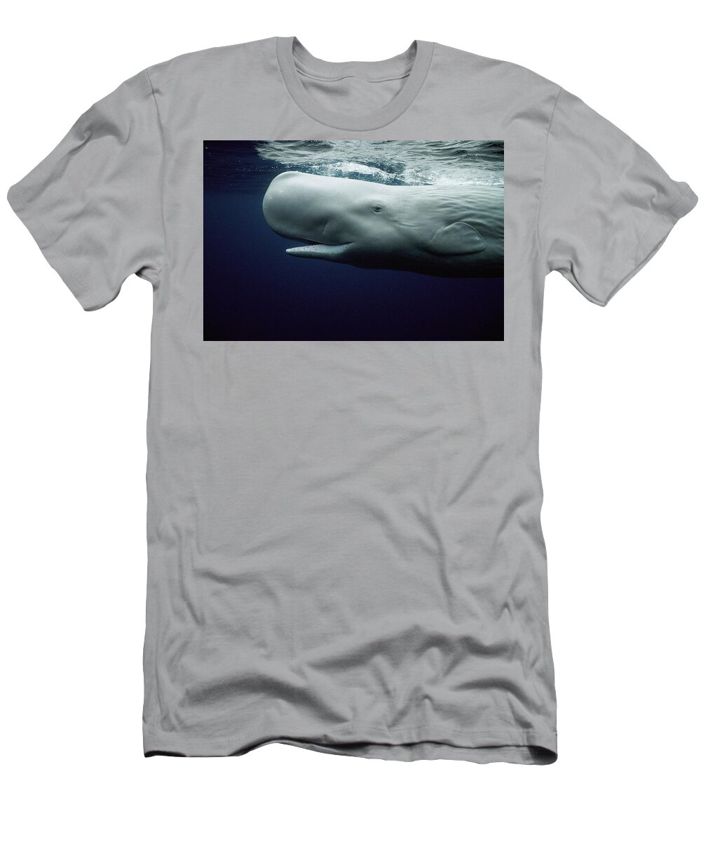 Mp T-Shirt featuring the photograph White Sperm Whale by Hiroya Minakuchi