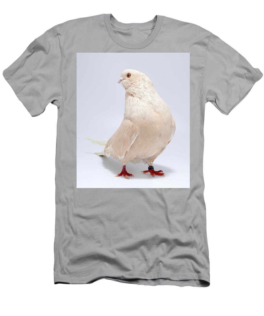 Pigeon T-Shirt featuring the photograph Egyptian Swift Mishmishy by Nathan Abbott