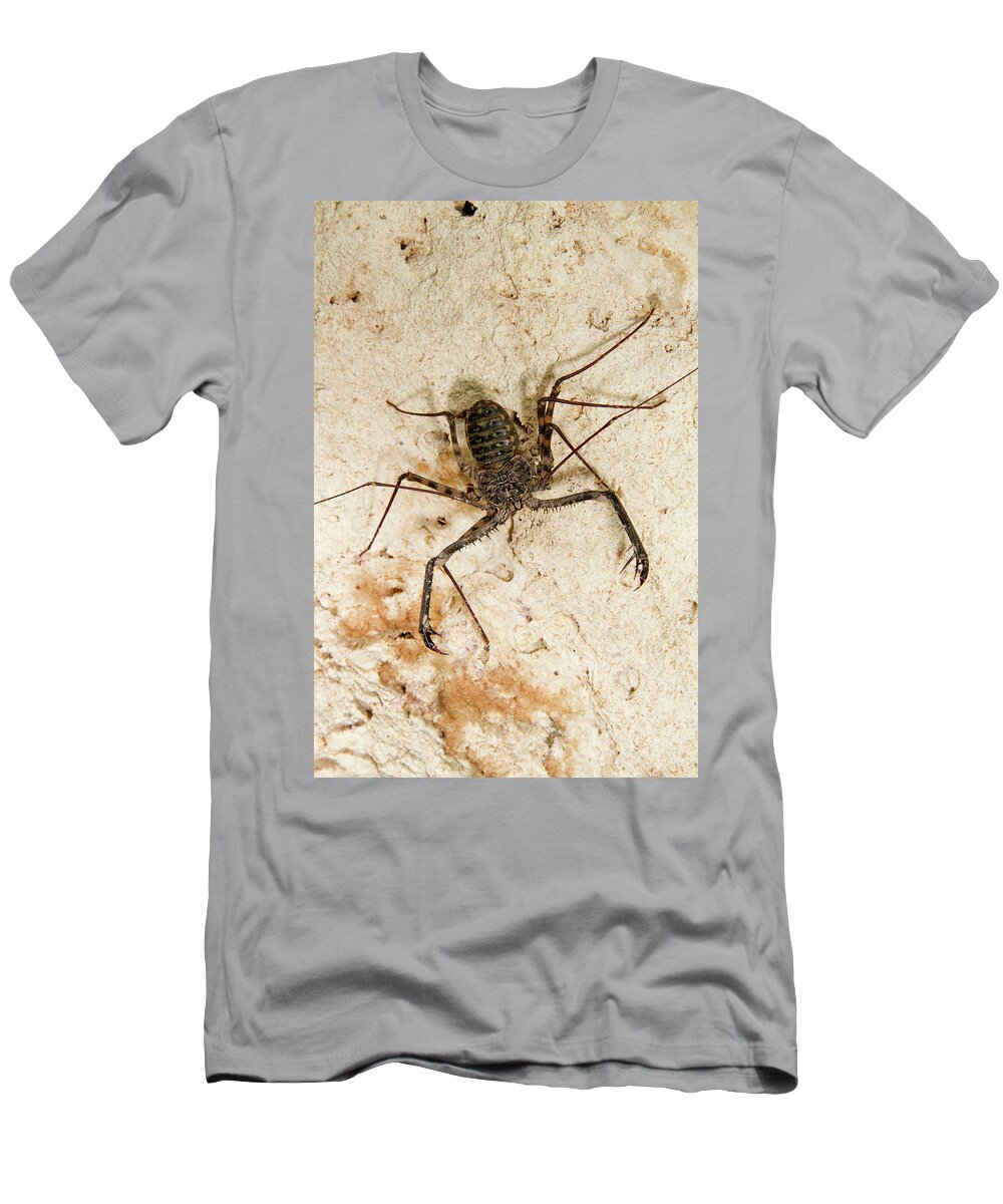 Africa T-Shirt featuring the photograph Tailless Whip Scorpion by Ivan Kuzmin