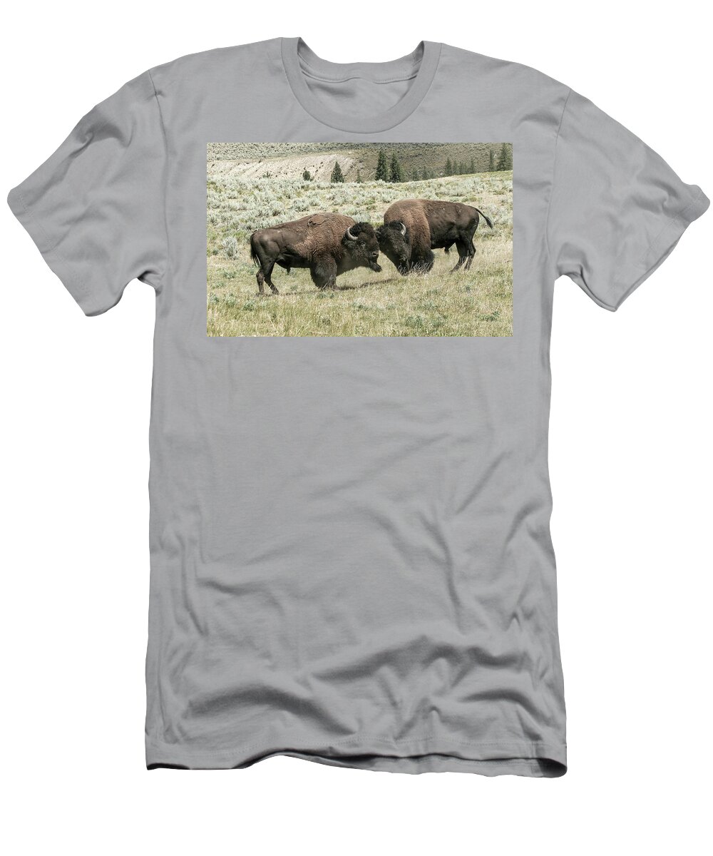 Bison Buffalo Animals Wildlife Yellowstone National Park Rut Season Males Bulls T-Shirt featuring the photograph The Rut begins by Ronnie And Frances Howard