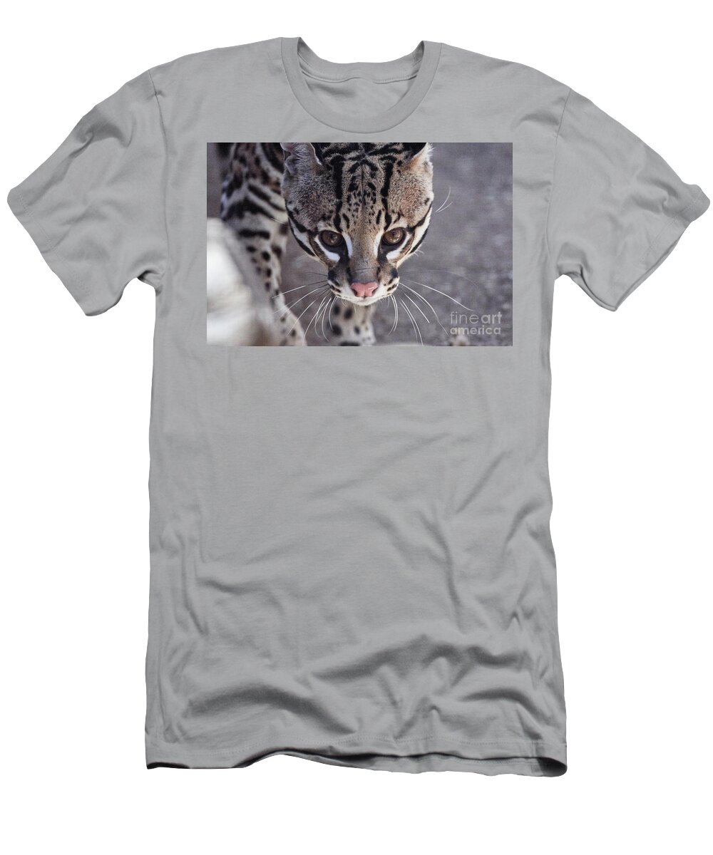 Cat T-Shirt featuring the photograph Watching by Robert WK Clark