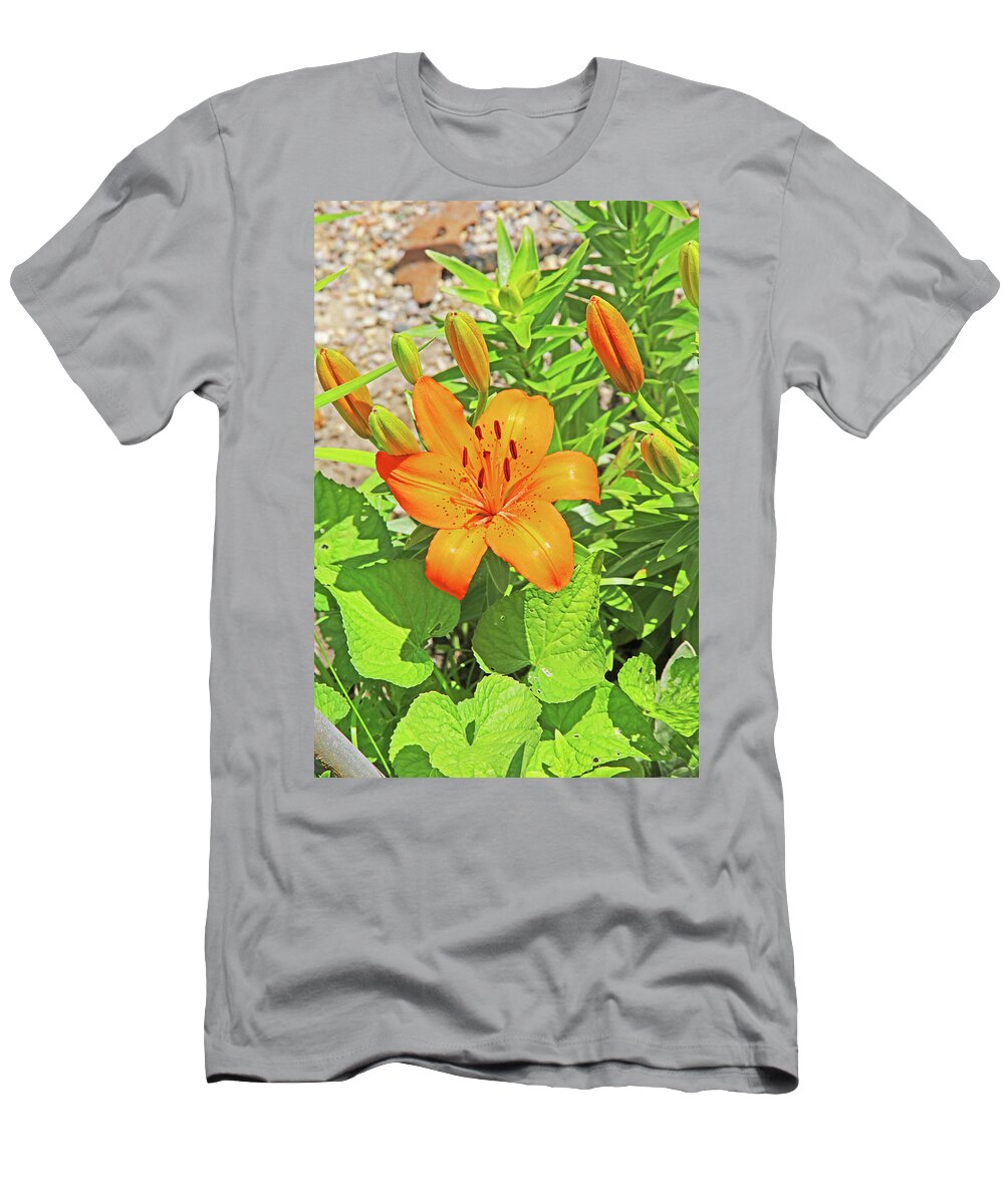  Up Tiger Lilly Orange Pods Stamen Green Leaf And Gravel Background T-Shirt featuring the photograph What's Up Tiger Lilly orange pods stamen green leaf and gravel background 2 6272019 5852. by David Frederick