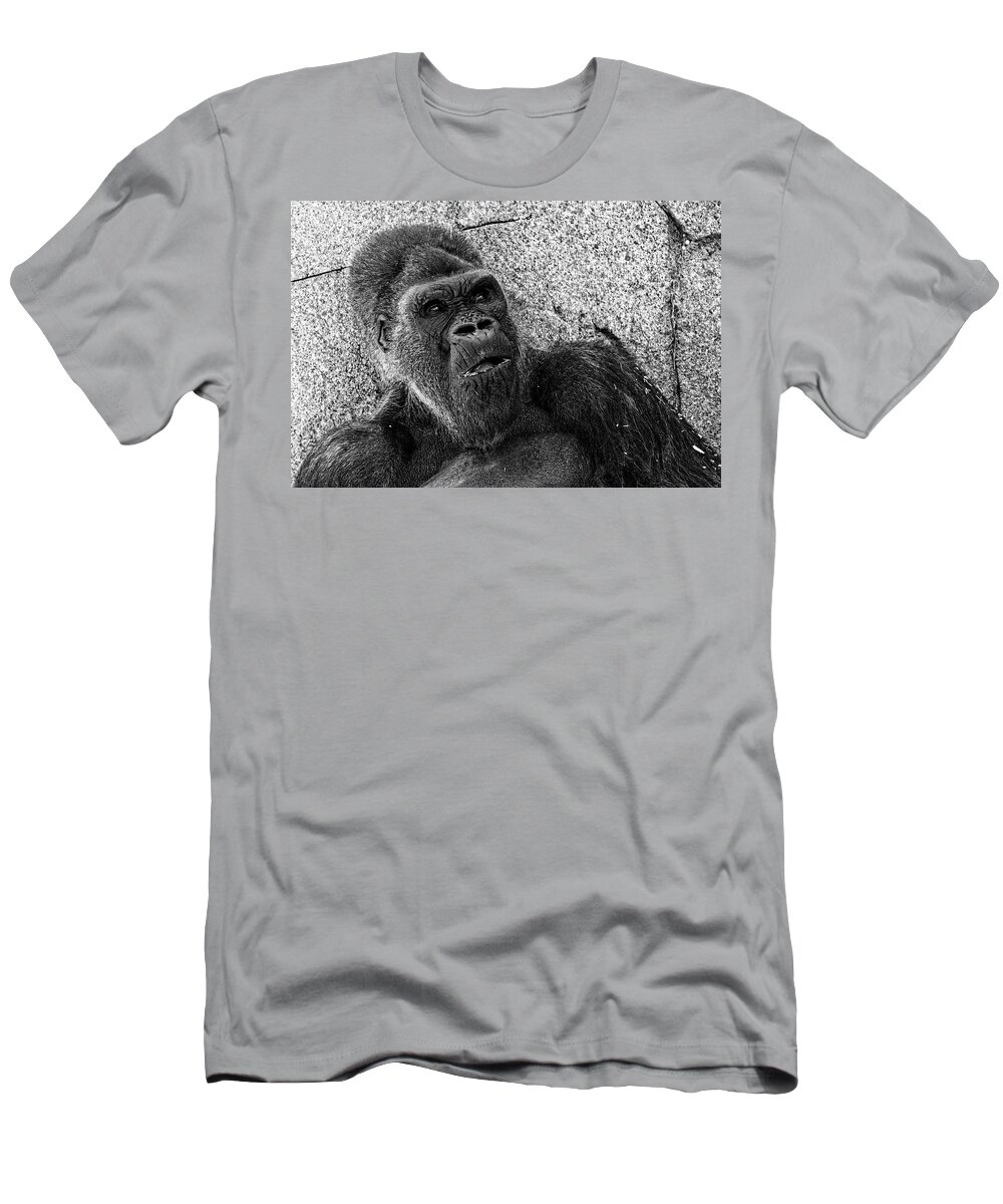 Winston T-Shirt featuring the photograph Winston -- Western Lowland Gorilla at San Diego Zoo Safari Park, California by Darin Volpe
