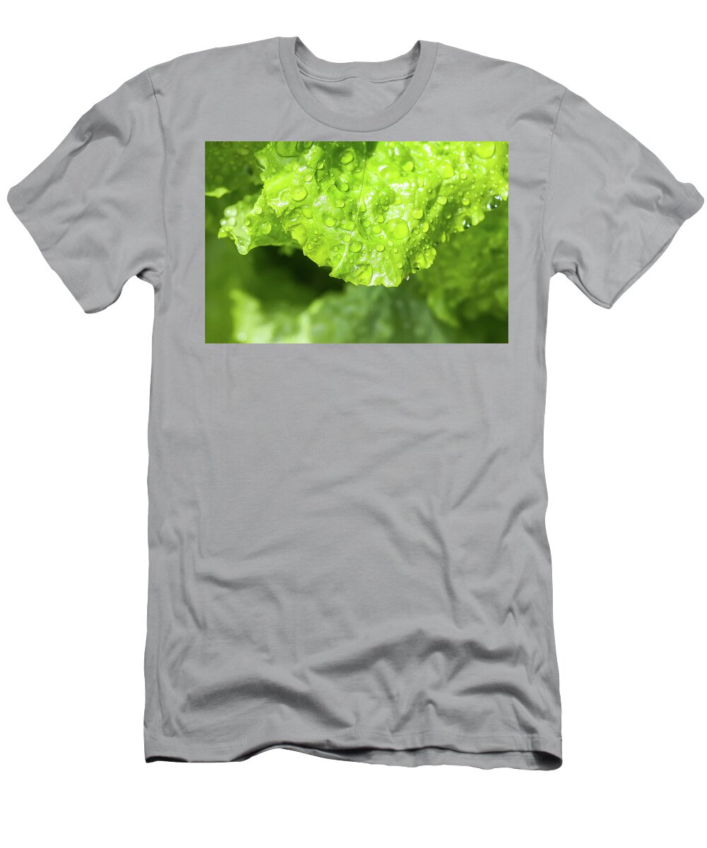 Farm T-Shirt featuring the photograph Fresh home grown organic green leaves of lettuce salad. Wet plant growing on kitchen-garden in countryside #1 by Olga Strogonova