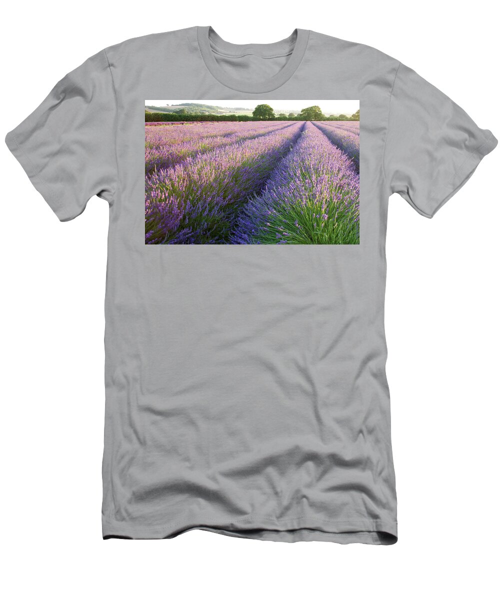 Lavender T-Shirt featuring the photograph Lavender fields #2 by Ian Middleton