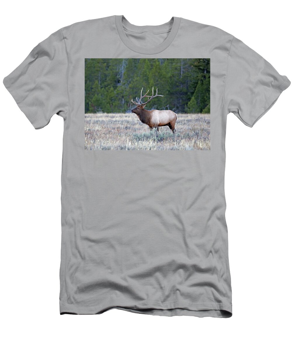 Elk T-Shirt featuring the photograph 2020 Bull Elk Four by Jean Clark