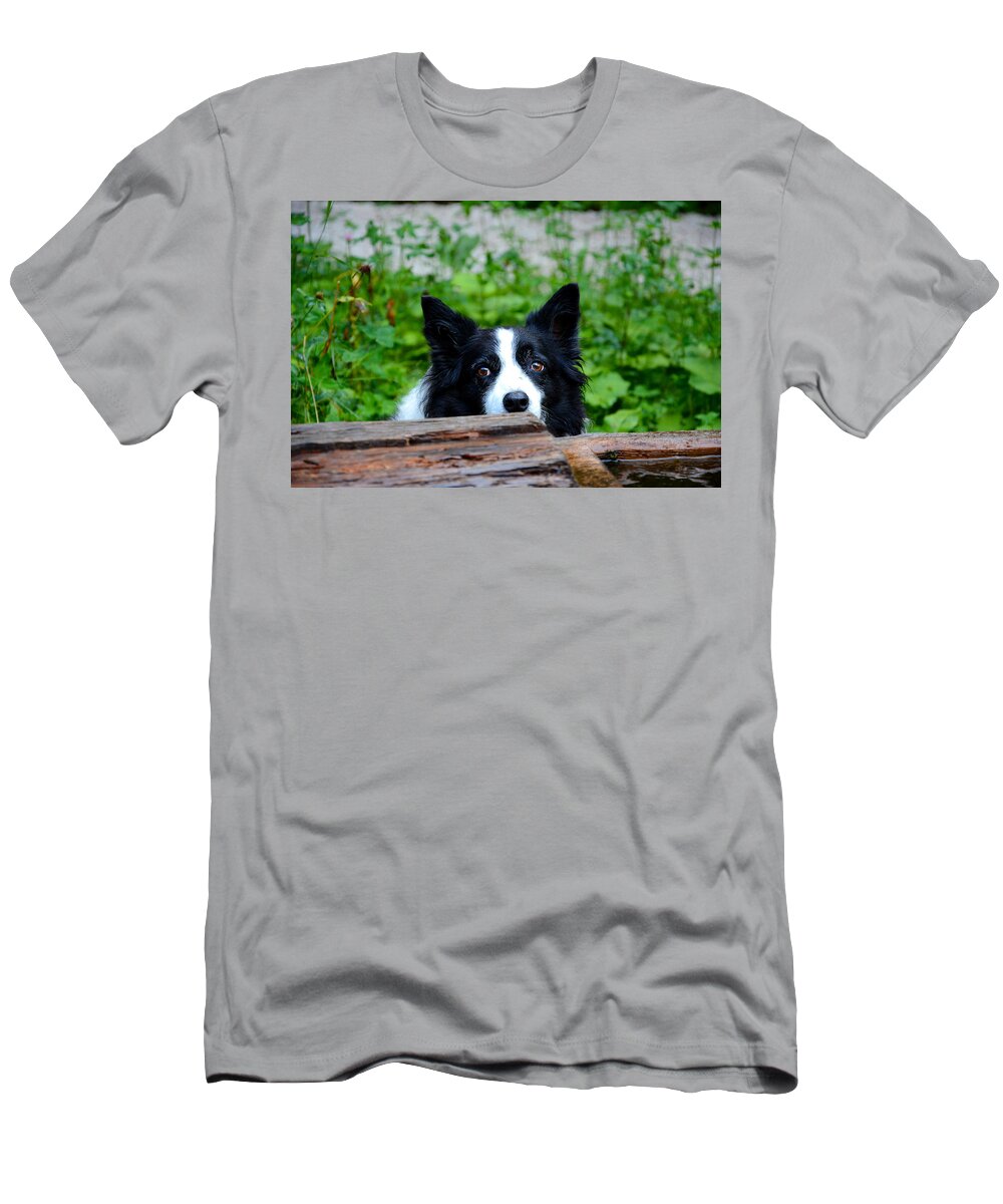 Dog T-Shirt featuring the photograph A border collie is waiting for a task. by Bernhard Schaffer