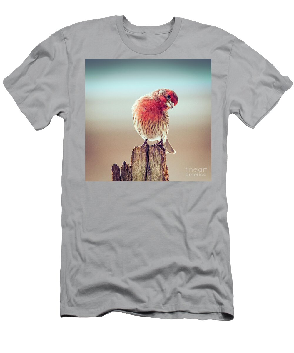 Birds T-Shirt featuring the photograph A Curious House Finch by Sandra Rust