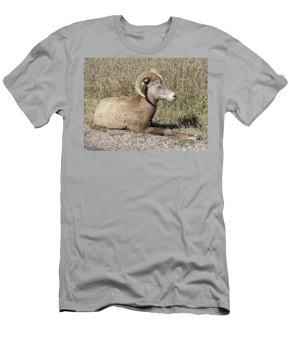 Badlands National Park T-Shirt featuring the photograph A Young Bighorn by Rosanne Licciardi
