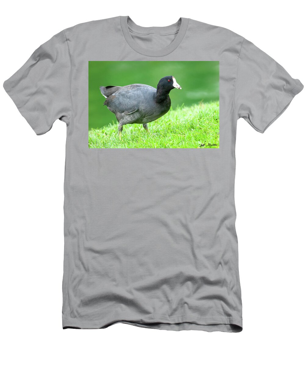 Adult T-Shirt featuring the photograph American Coot Grazing in the Grass by Jeff Goulden