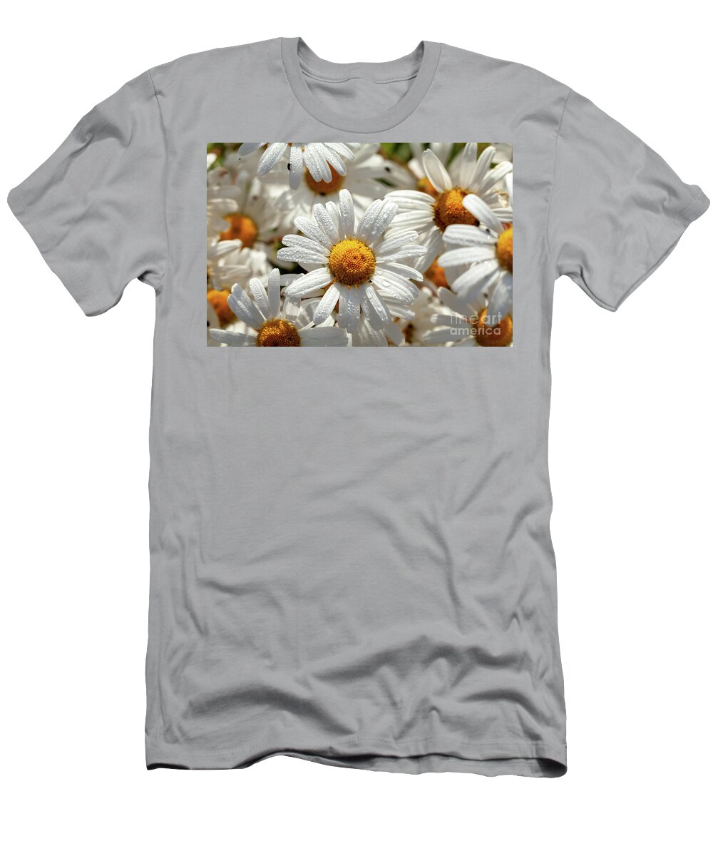 Daisies T-Shirt featuring the photograph Beautiful large wild daisies with water drops by Simon Bratt