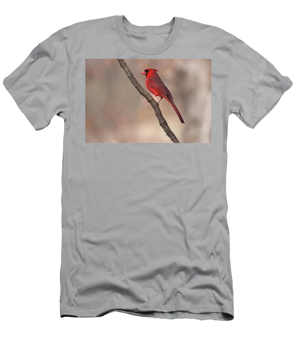 Northern Cardinal T-Shirt featuring the photograph Cardinal 3128 by John Moyer