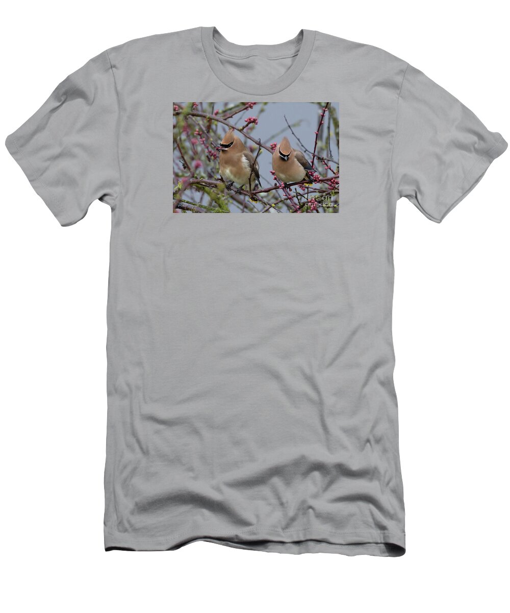 Cedar Waxwing T-Shirt featuring the photograph Cedar Waxwings in a Cherry Tree in Winter by Nancy Gleason