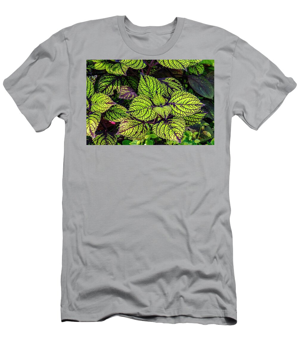 Coleus T-Shirt featuring the photograph Coleus by Bill Barber
