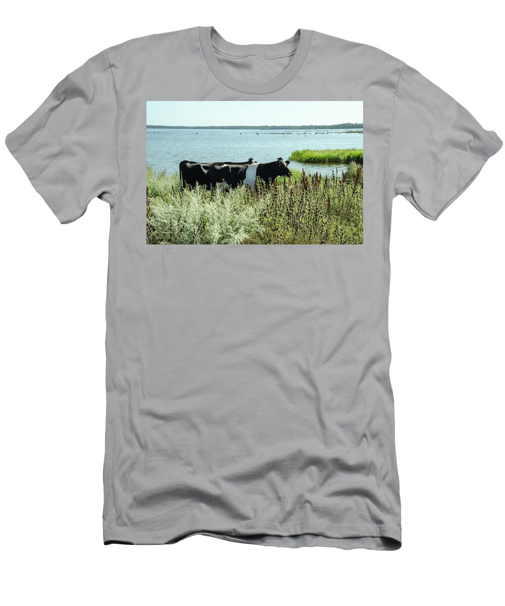 Cows T-Shirt featuring the photograph Cows at the beach by Elaine Berger