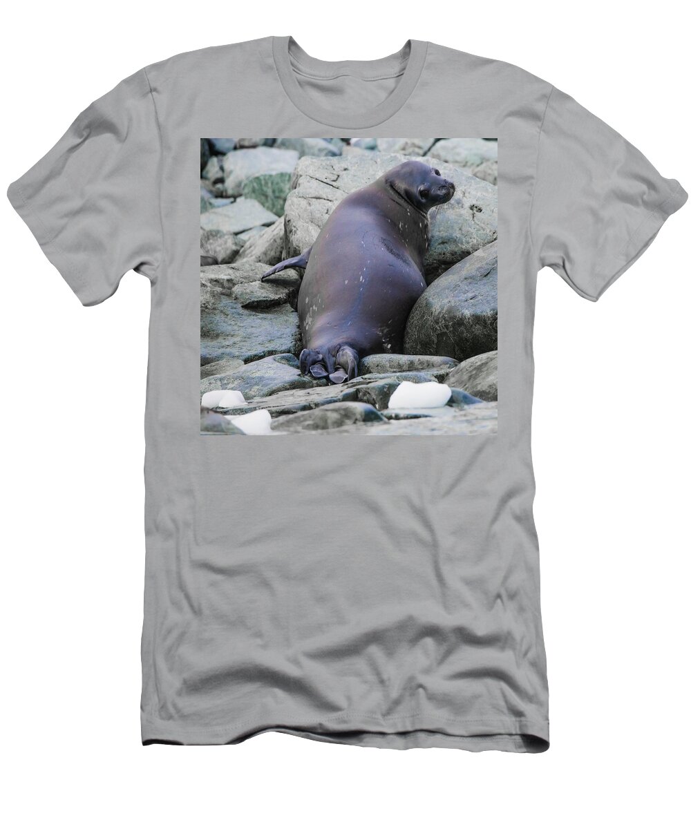 03feb20 T-Shirt featuring the photograph Don't Look Back - Leopard Seal by Jeff at JSJ Photography