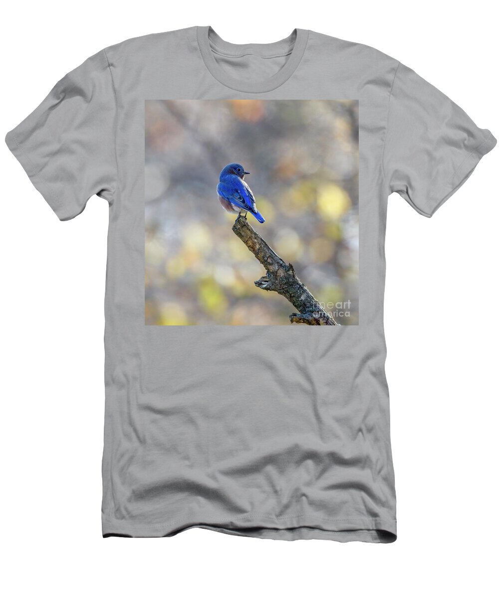 Bluebird T-Shirt featuring the photograph Eastern Bluebird in a Ray of Sunshine by Sandra Rust