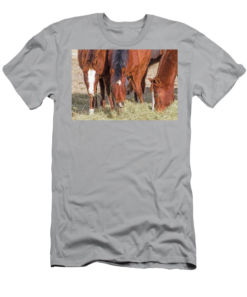 Horses T-Shirt featuring the photograph Eat Some Wear Some by Alana Thrower