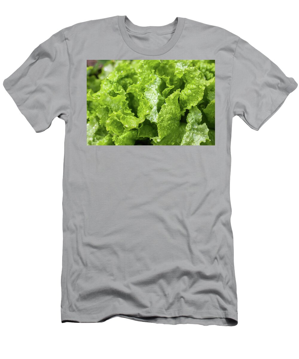 Farm T-Shirt featuring the photograph Fresh home grown organic green leaves of lettuce salad. Wet plant growing on kitchen-garden in countryside by Olga Strogonova
