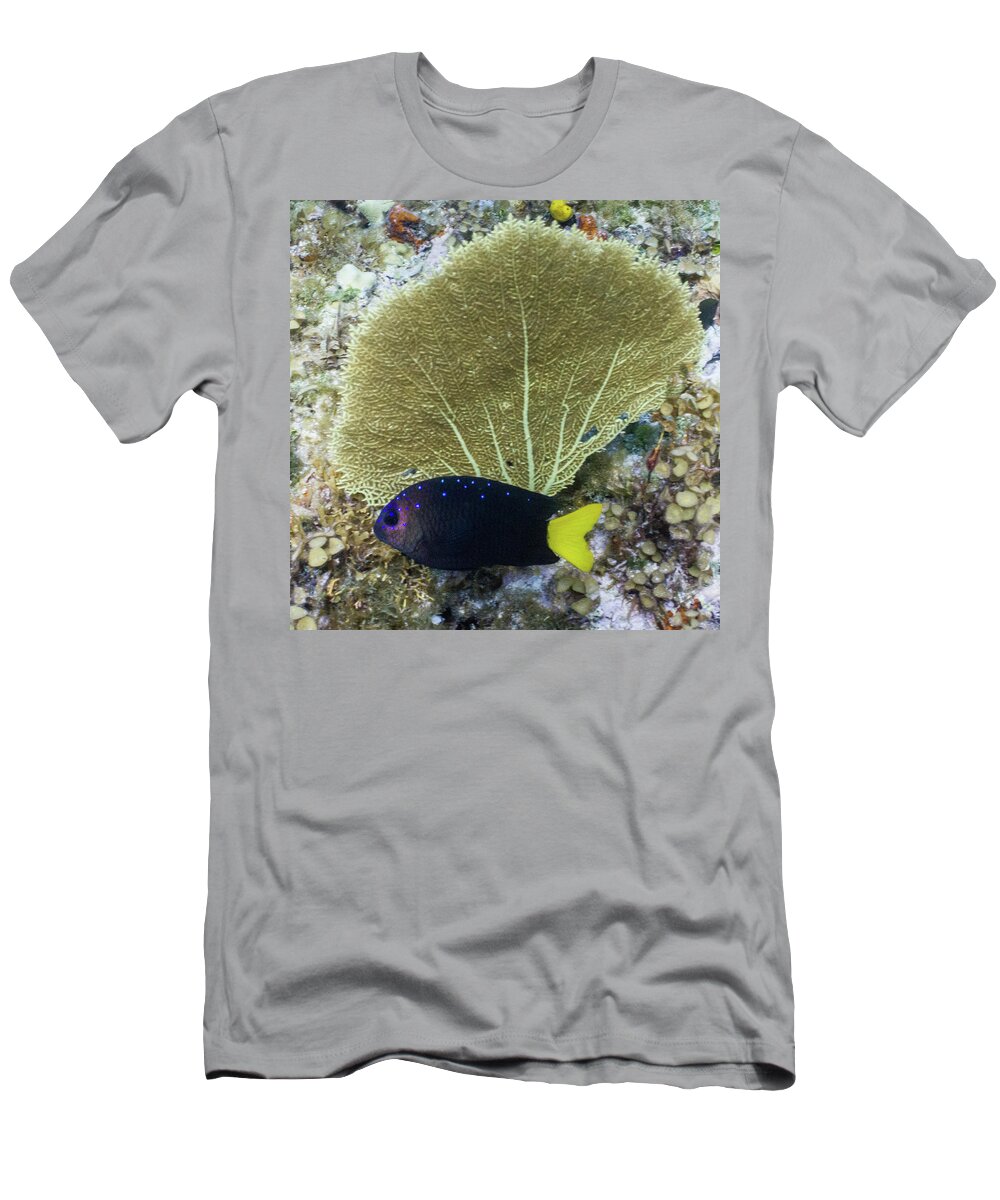 Animals T-Shirt featuring the photograph Go Gorgonian by Lynne Browne