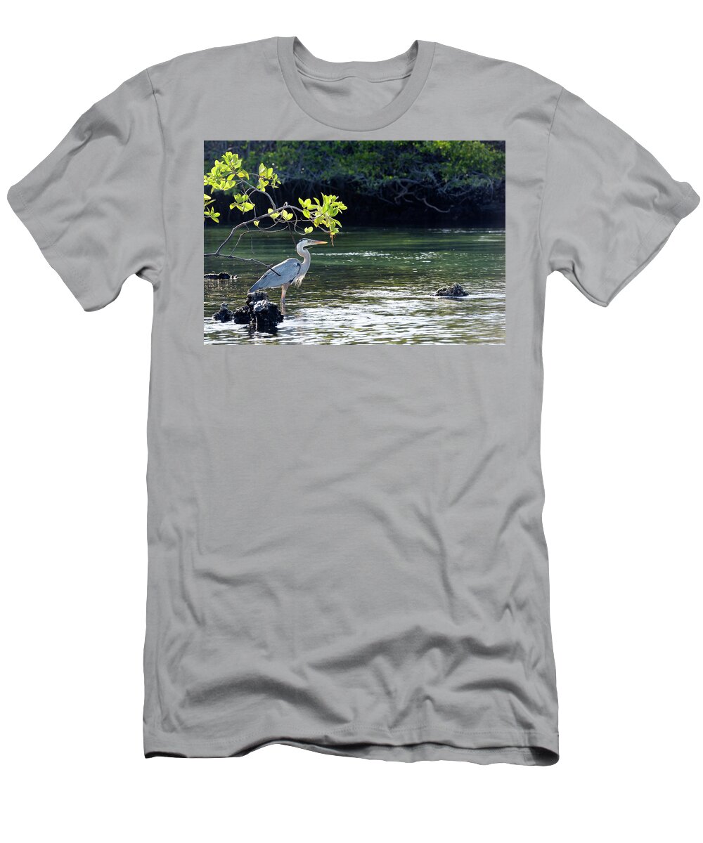 Republic Of Ecuador T-Shirt featuring the photograph Great Blue Heron, Ardea herodias, Elizabeth Bay, Isabela Island, Galapagos Islands, Ecuador by Kevin Oke