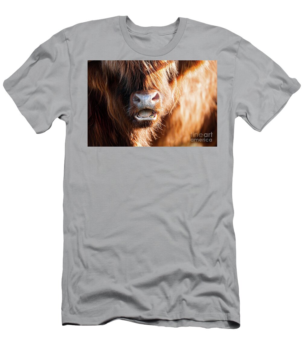 Highland Cattle T-Shirt featuring the photograph Highland cow face close up with open mouth by Simon Bratt