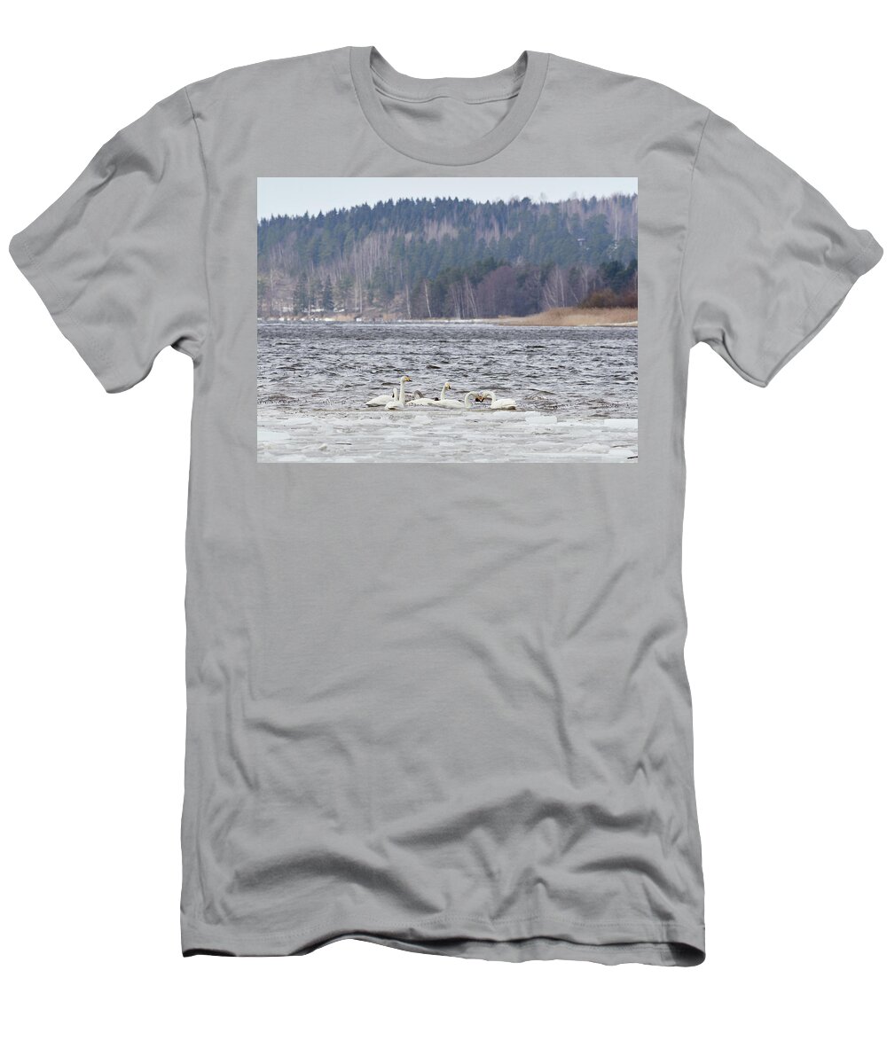 Cygnus Cygnus T-Shirt featuring the photograph In the strong winds. Whooper swan by Jouko Lehto