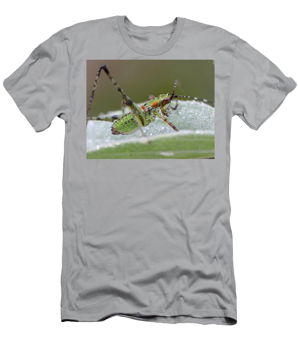 Grasshopper T-Shirt featuring the photograph Katydid Nymph by Karen Rispin