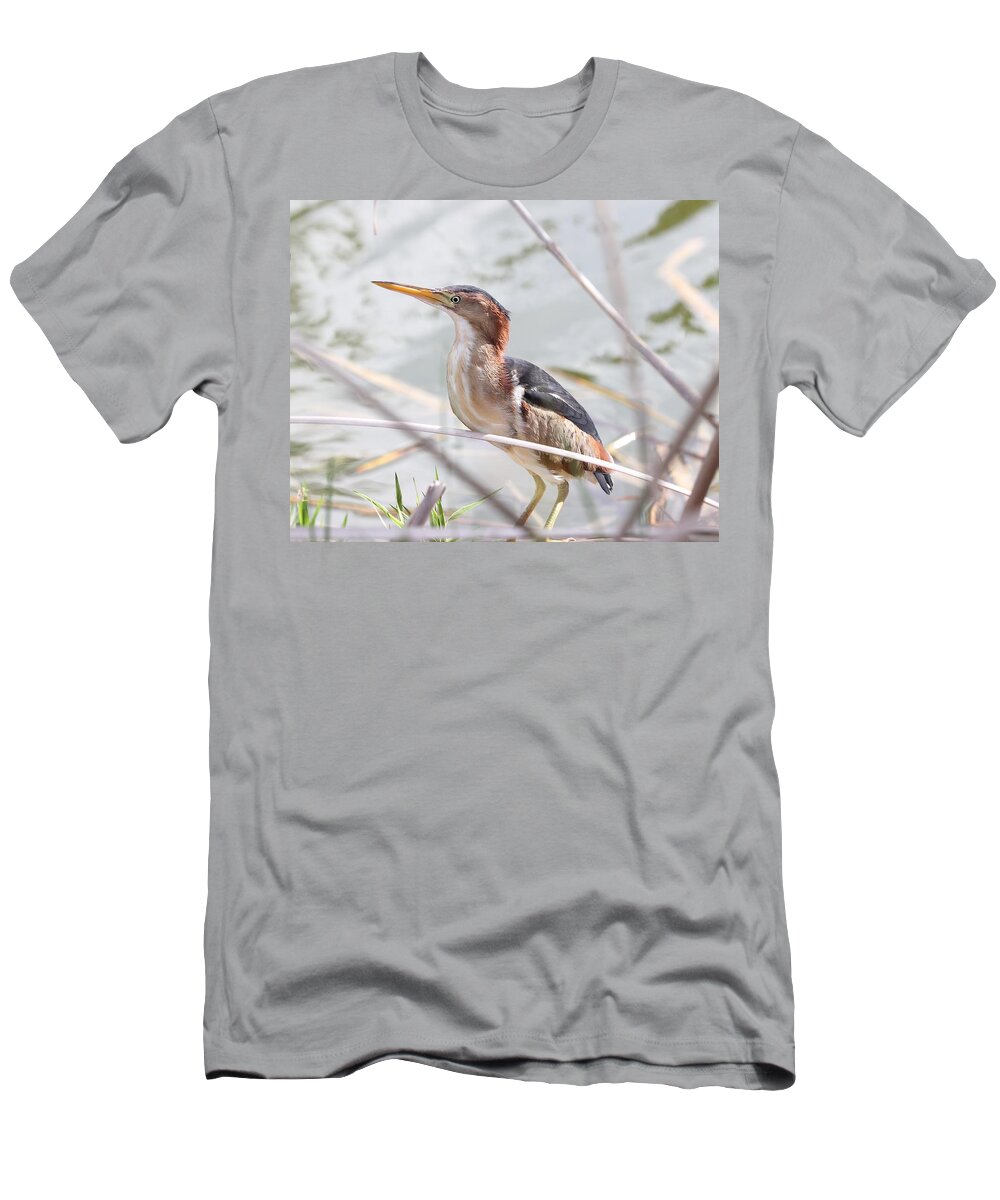 Least Bittern T-Shirt featuring the photograph Least Bittern - A Close-Up by Mingming Jiang