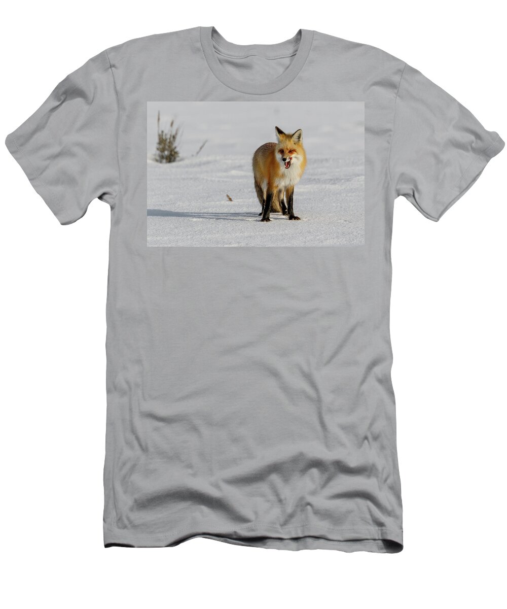 Fox T-Shirt featuring the photograph Lick by Ronnie And Frances Howard