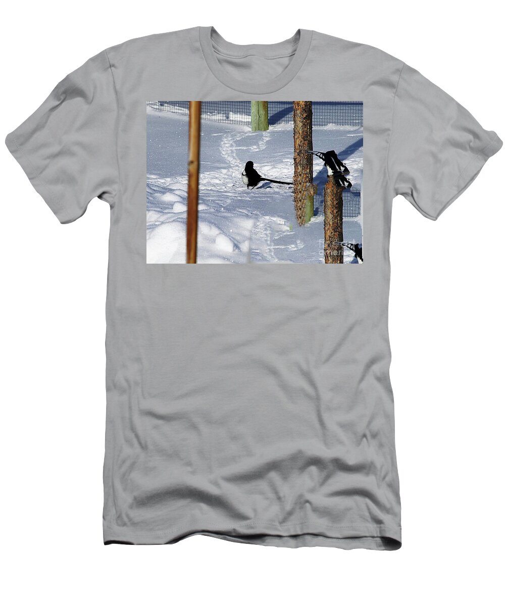 Magpies At Play T-Shirt featuring the photograph Magpies At Play by Philip And Robbie Bracco