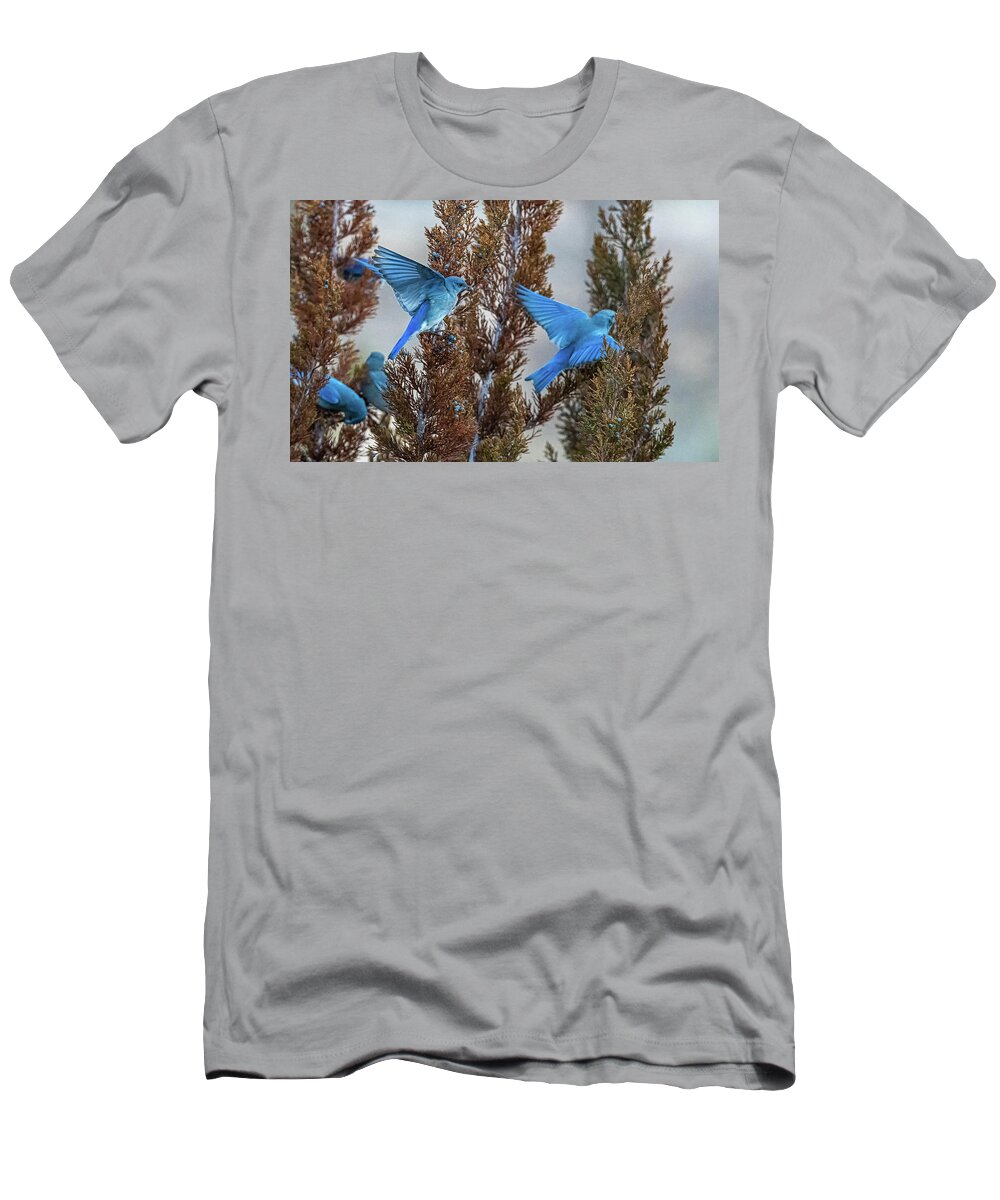 Mountain Bluebird T-Shirt featuring the photograph Mountain Bluebird 3 by Rick Mosher