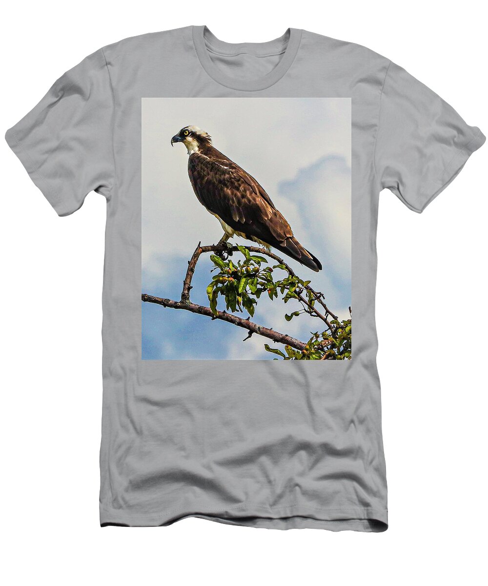 Ospray Bird Feathers Branch Leaves T-Shirt featuring the photograph Osprey8 by John Linnemeyer