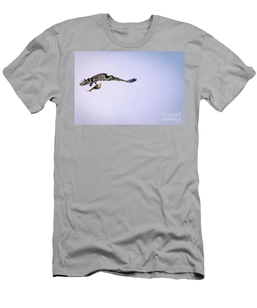 Osprey T-Shirt featuring the photograph Osprey flying with fish. by Alyssa Tumale