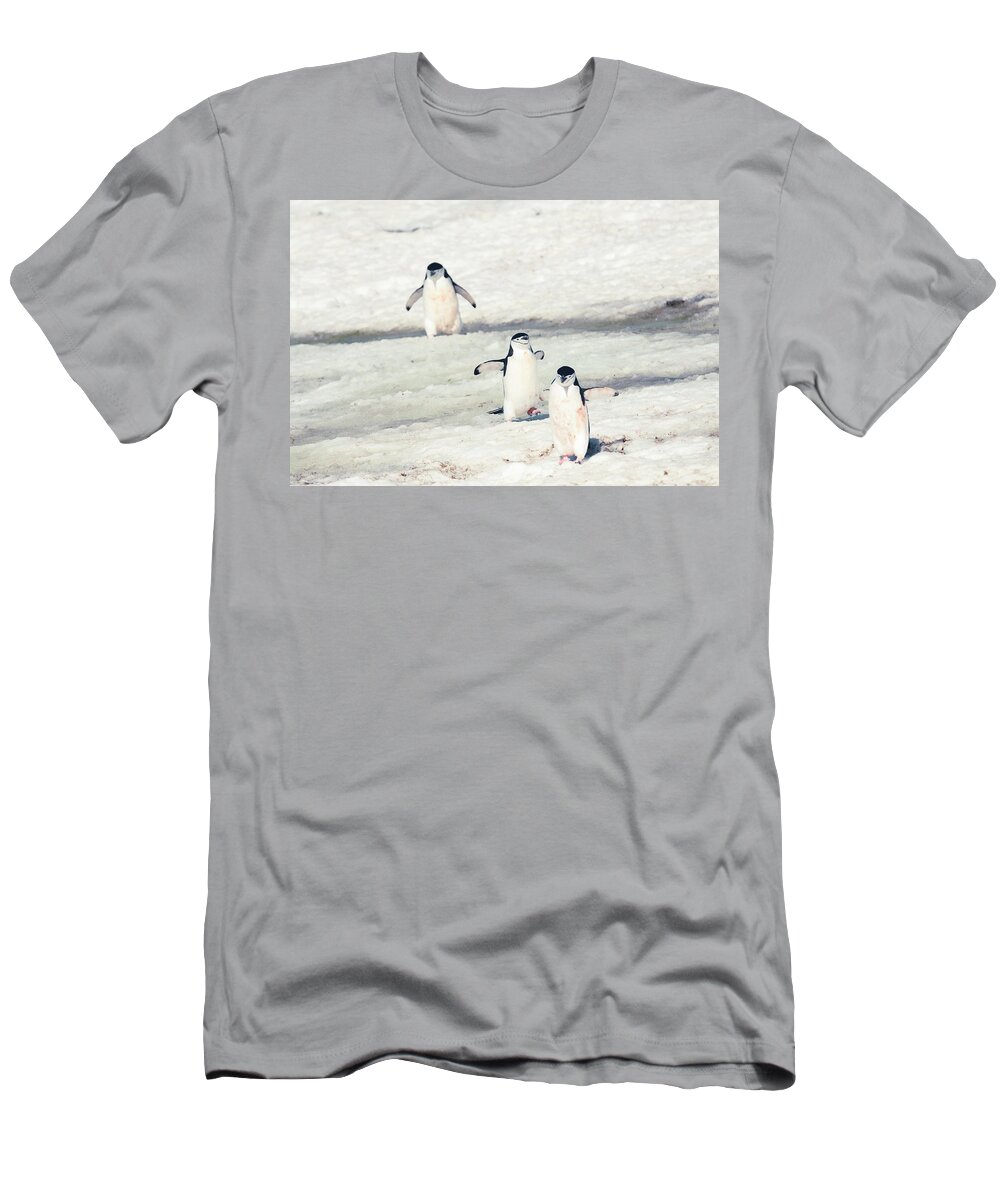 03feb20 T-Shirt featuring the photograph Palaver Point Welcoming Party by Jeff at JSJ Photography