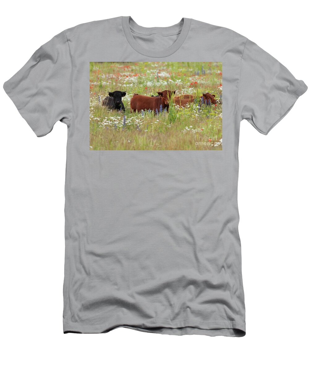 Norfolk T-Shirt featuring the photograph Norfolk England dexter cows in a flower meadow by Simon Bratt