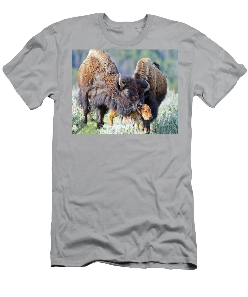 Yellowstone T-Shirt featuring the photograph Pride and Joy by CR Courson