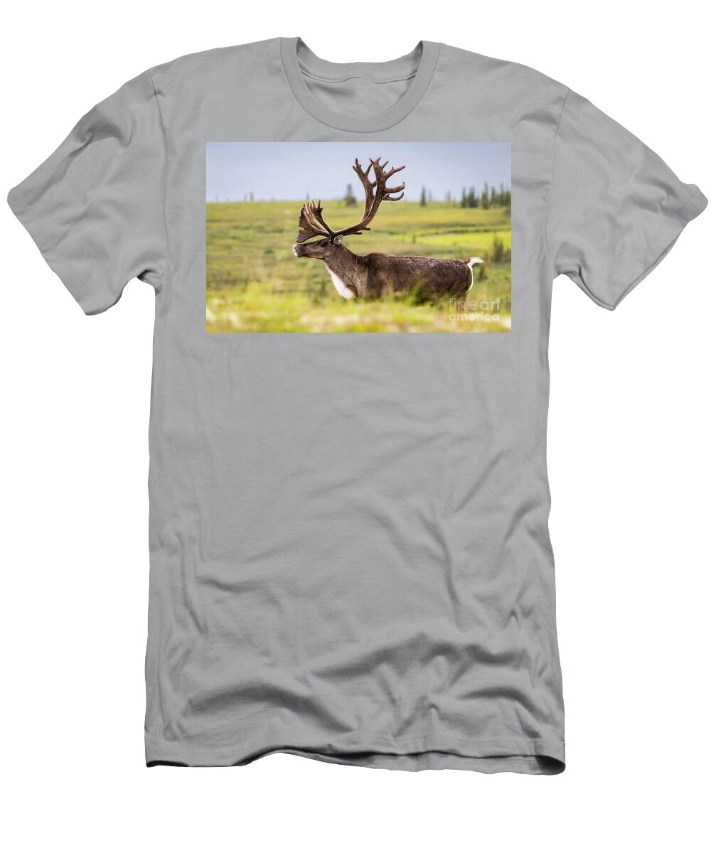 Reindeer T-Shirt featuring the photograph Reindeer with beautiful antlers by Lyl Dil Creations