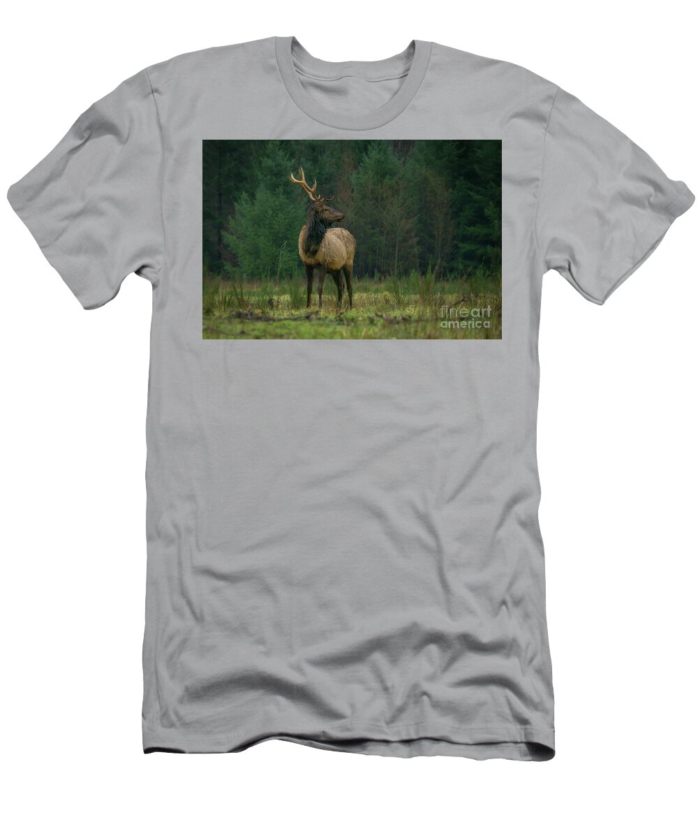 Rocky Mountain Elk T-Shirt featuring the photograph Rocky Mountain Elk Looking Back at Herd by Nancy Gleason