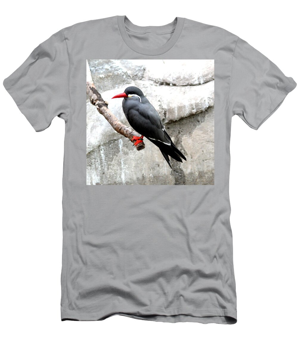 Birds T-Shirt featuring the photograph Sitting Pretty by Jean Wolfrum