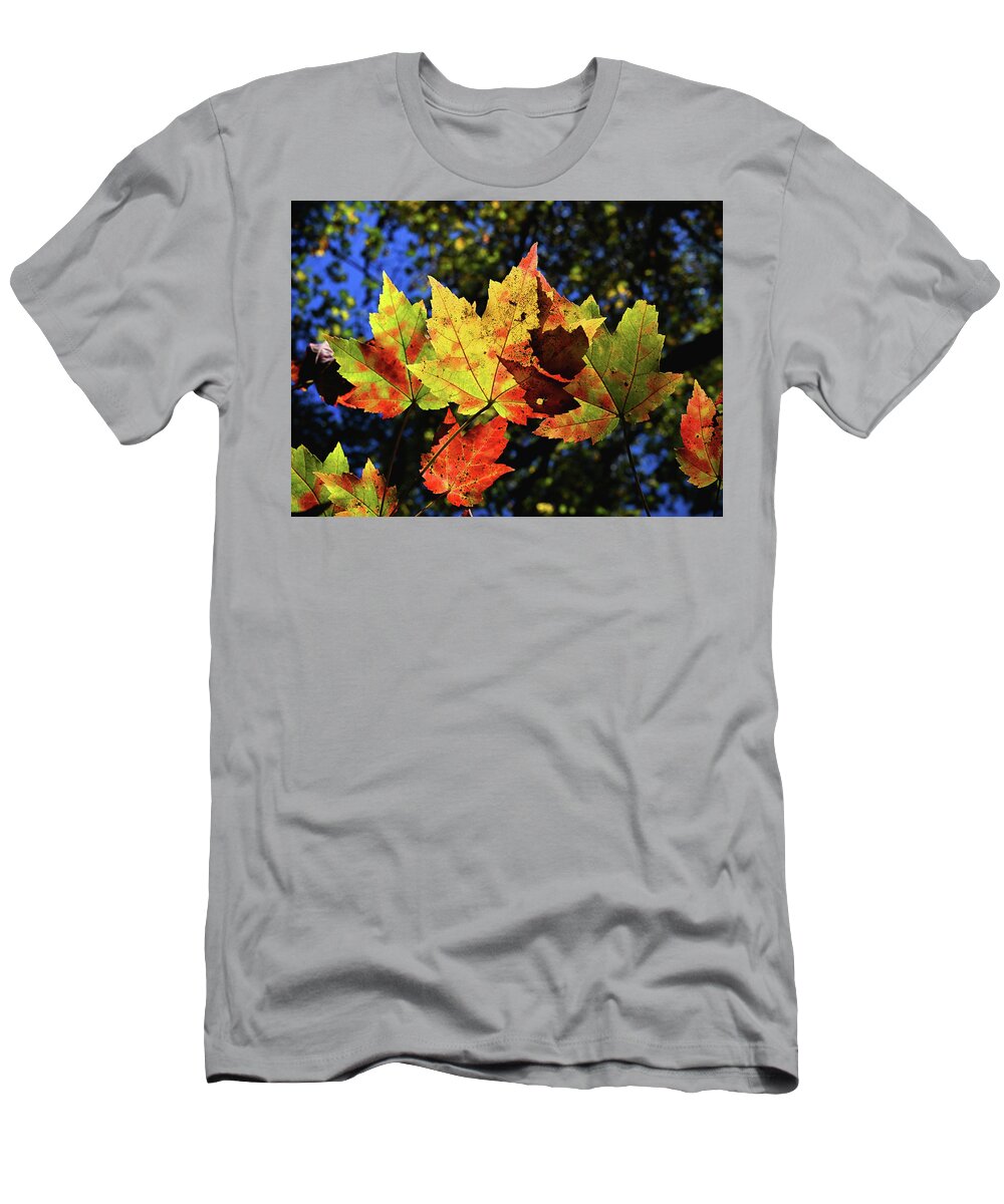 Fall T-Shirt featuring the photograph Speckled Maple by Steven Nelson