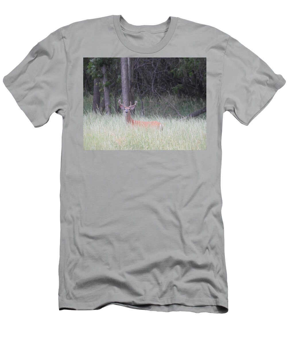 Buck T-Shirt featuring the photograph Whitetail Buck in Velvet by Amanda R Wright